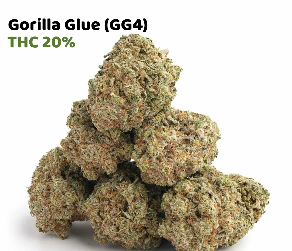 Gorilla Glue 4 (GG4) Gorilla Glue 4 (GG4)